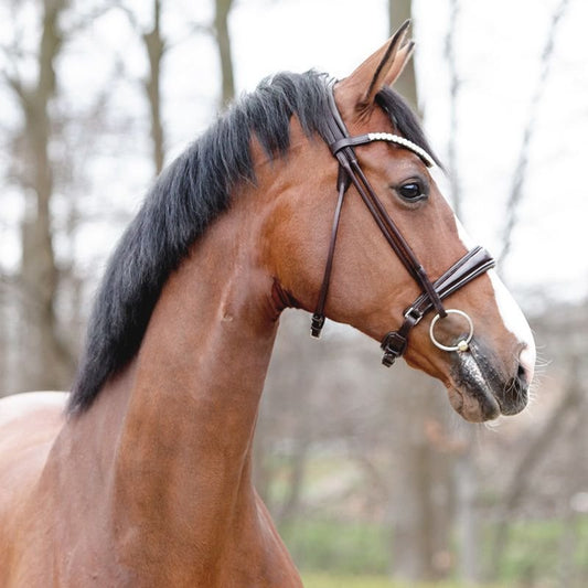 Kavalkade Florina Snaffle Bridle