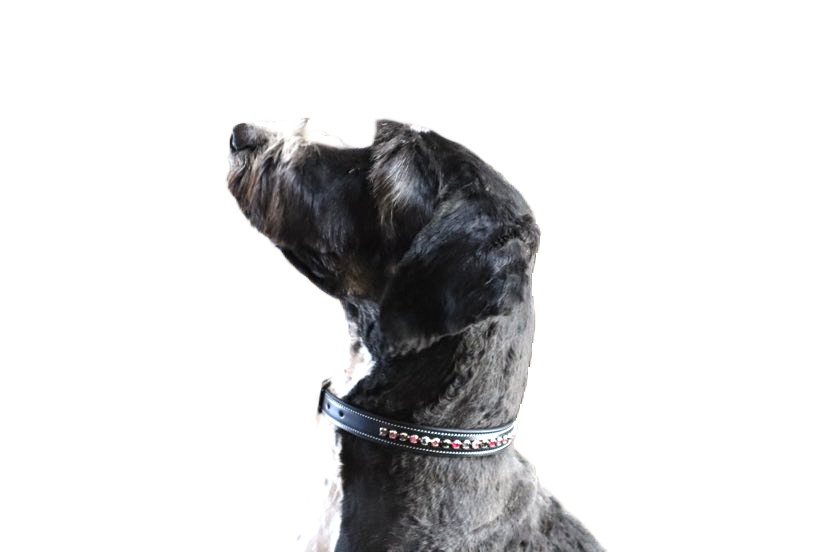 Crystal Embellished Dog Collars and Leashes