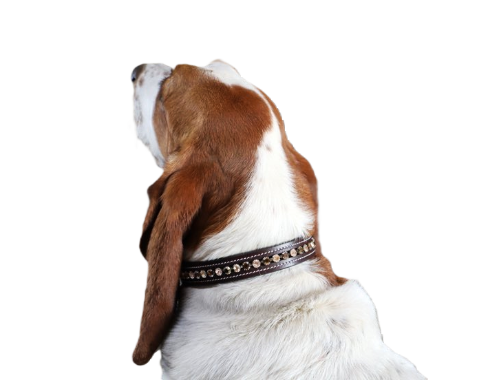 Crystal Embellished Dog Collars and Leashes