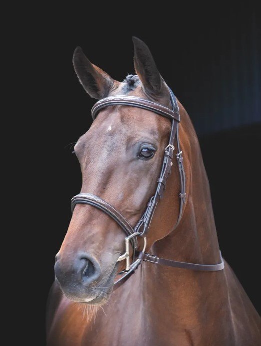 Rossano Amalfi Bridle