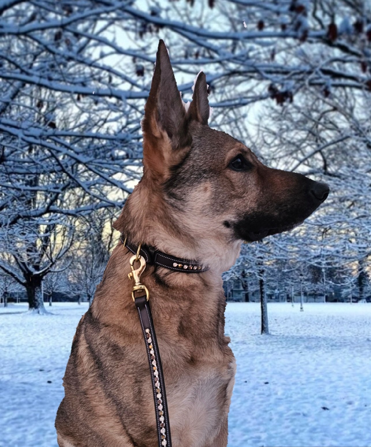 Crystal Embellished Dog Collars and Leashes