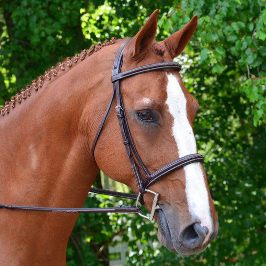 Black Oak Aster Hunter Bridle