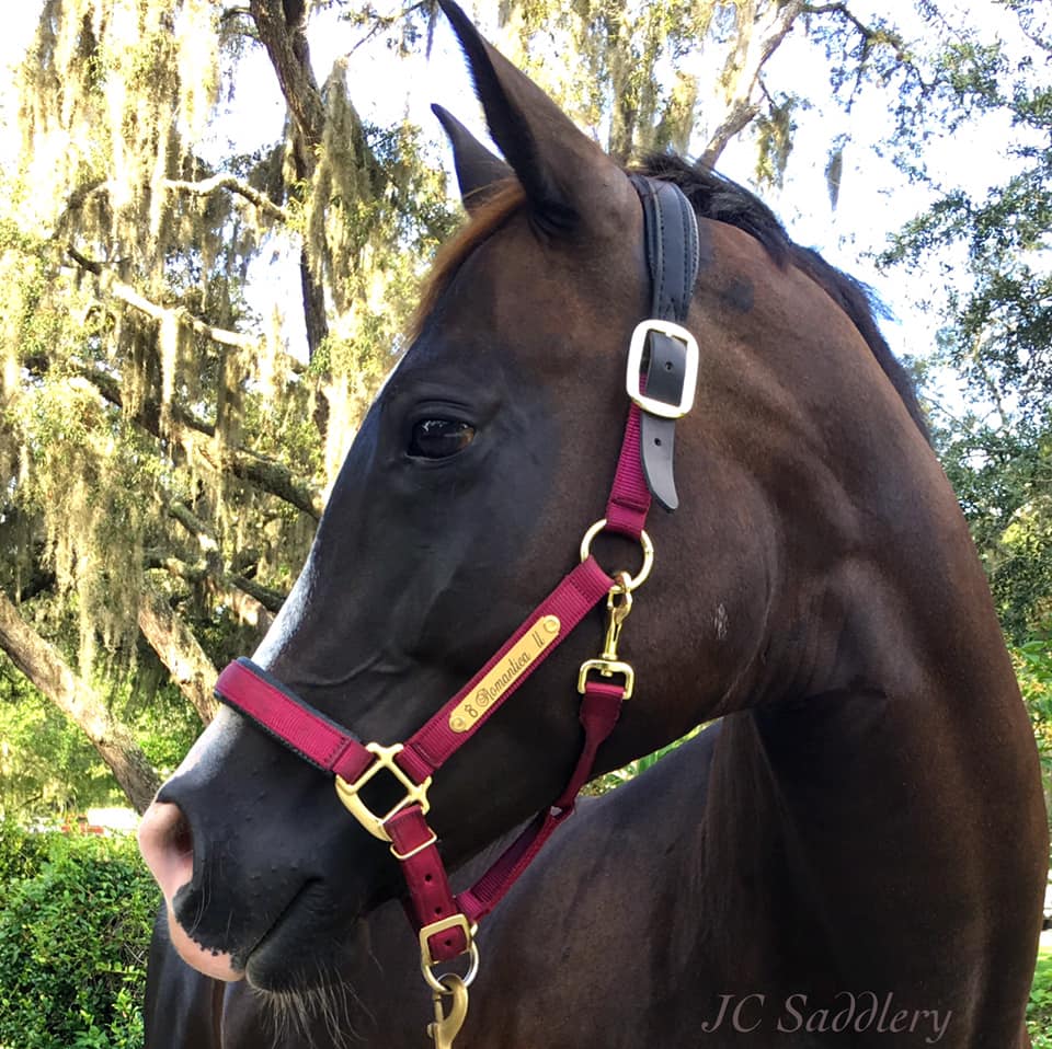 Padded Nylon Breakaway Halter with Custom Engraved Nameplate