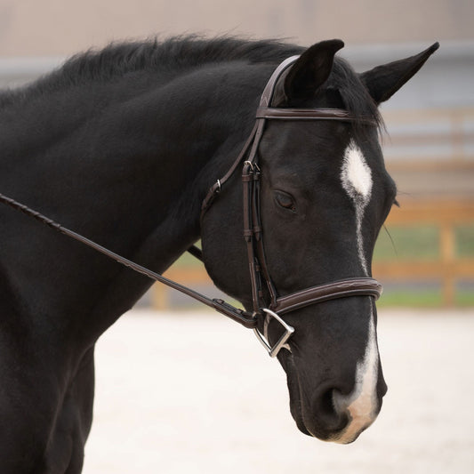 Black Oak Cyprus Hunter Bridle
