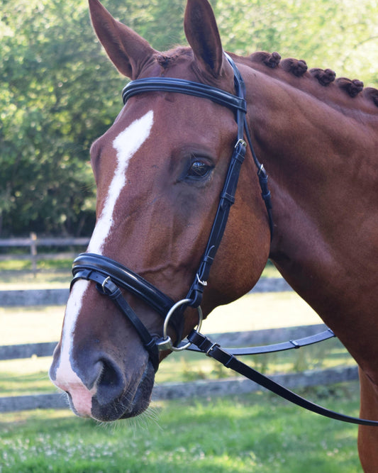 Black Oak Juniper Dressage Bridle
