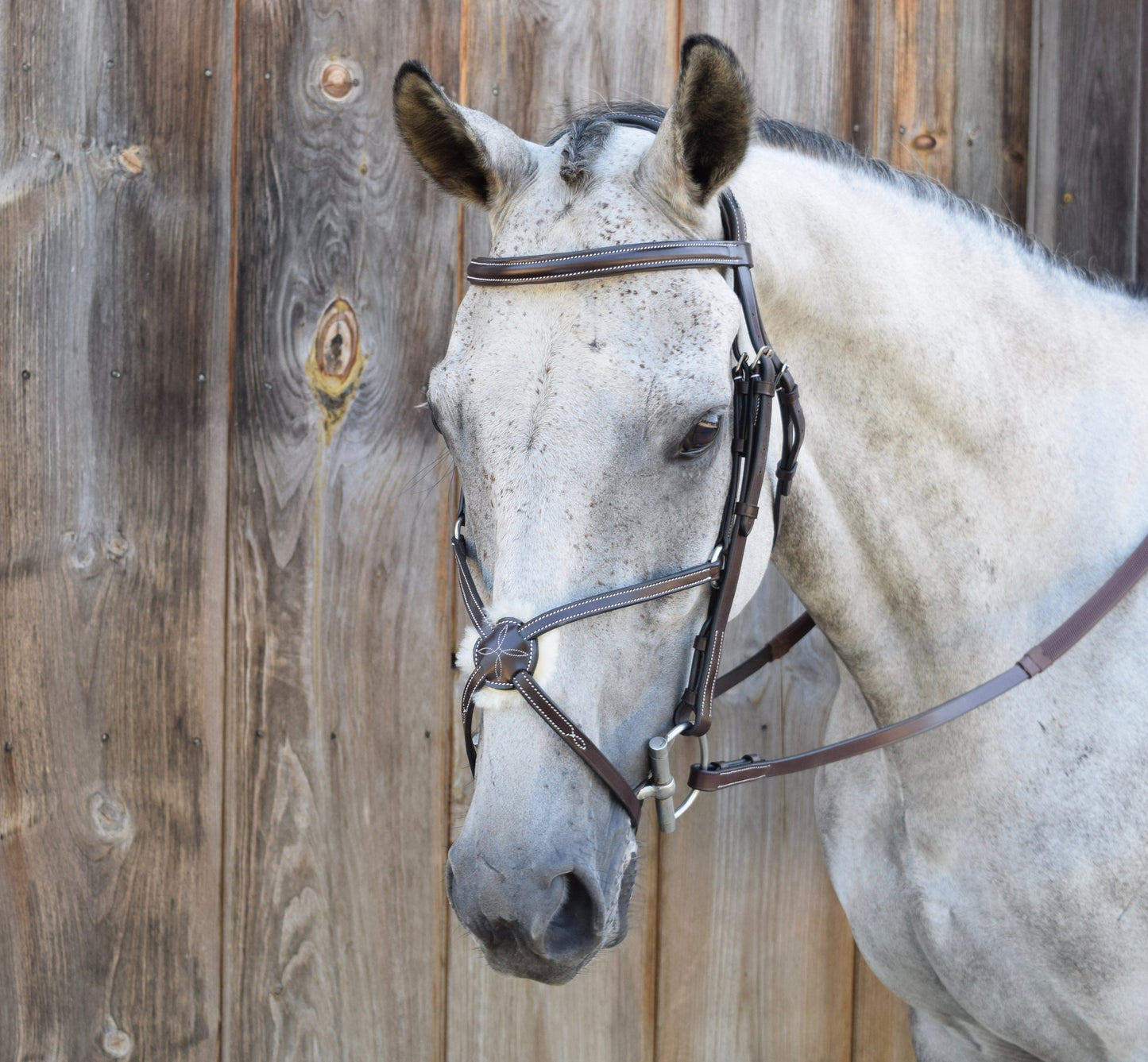 Black Oak Cedar Figure 8 Bridle