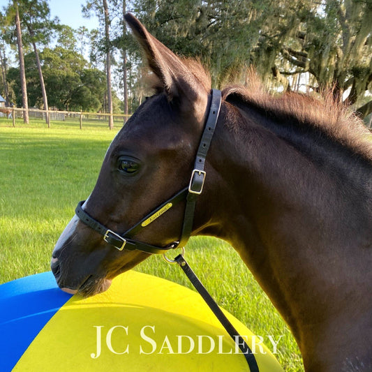 Leather Foal Slip Halter with Custom Engraved Nameplate
