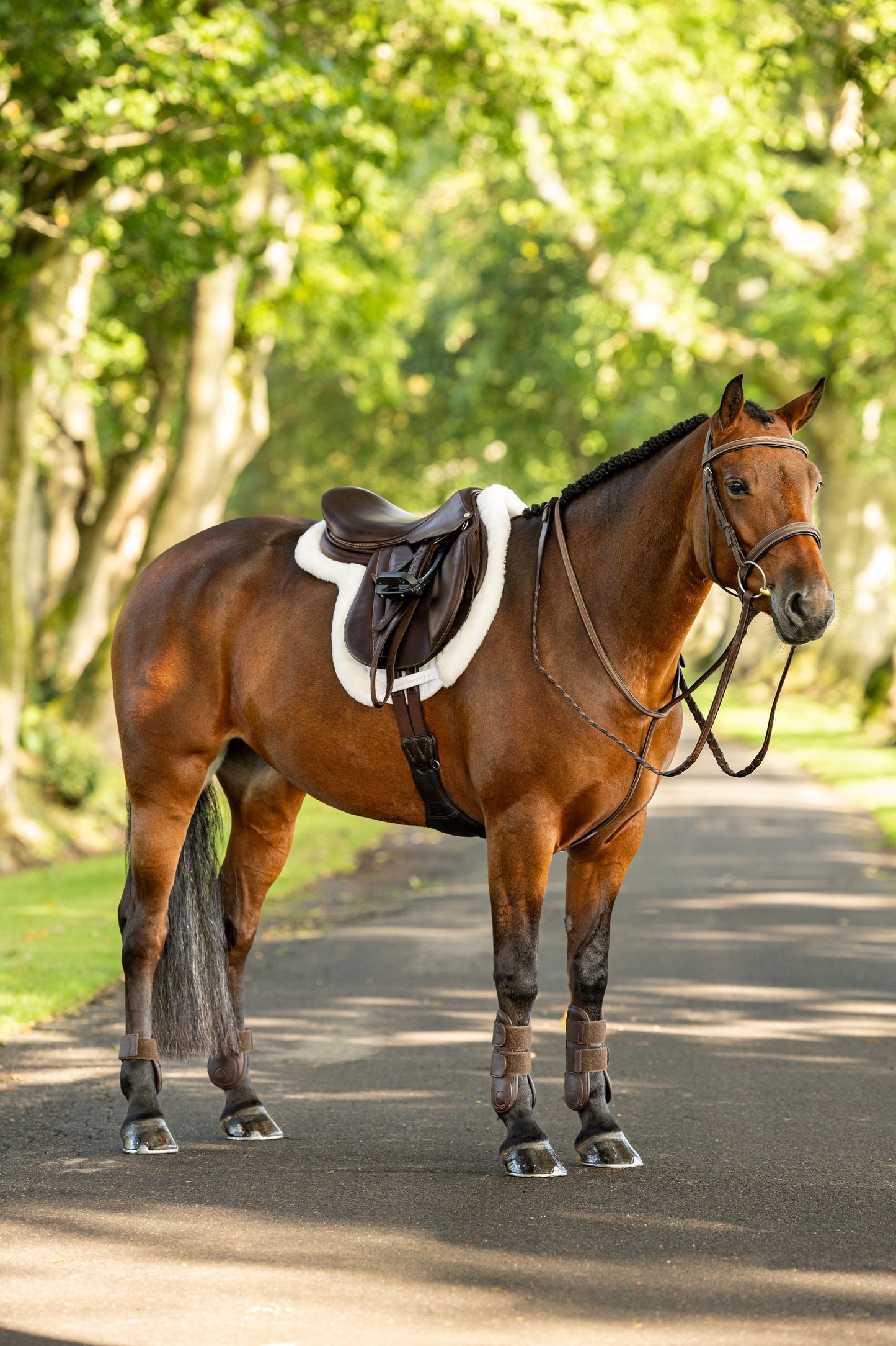 LeMieux Merino+ Hunter Show Pad