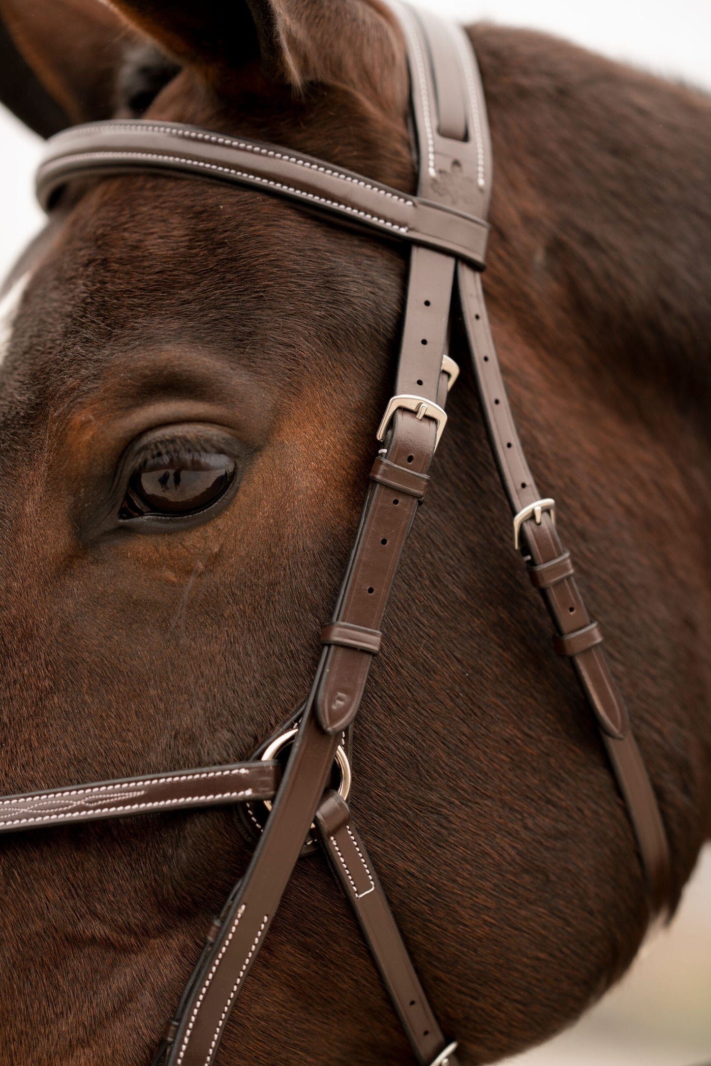 Black Oak Cedar Figure 8 Bridle