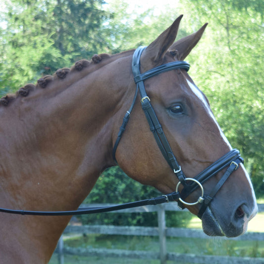 Black Oak Juniper Dressage Bridle