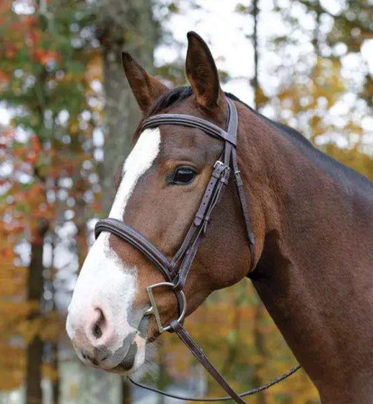Avignon Ocala Bridle