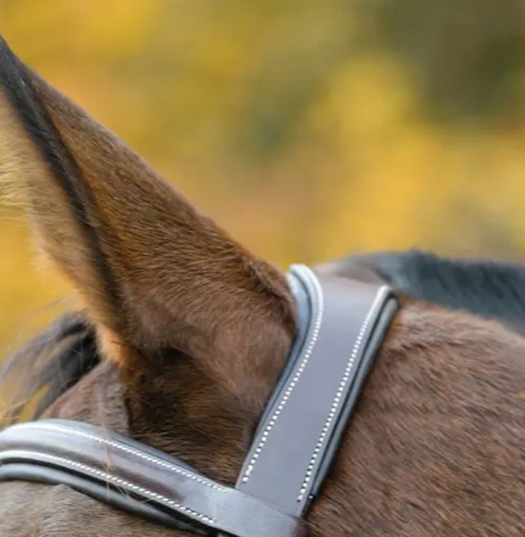 Avignon Ocala Bridle