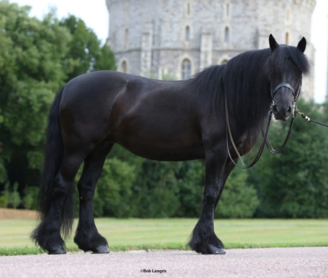 Carltonlima Emma - The Queen's Pony | Breyer Horses