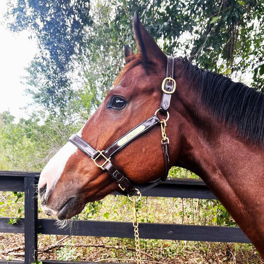 Fancy Stitched Padded Leather Halter with Custom Engraved Nameplate