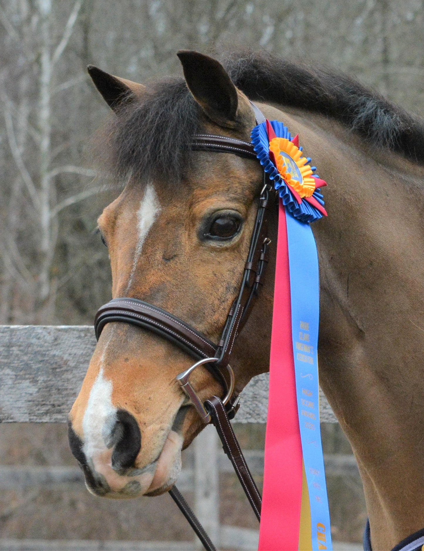 Black Oak Laurel Hunter Bridle