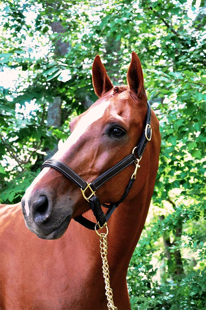 Fancy Stitched Padded Leather Halter with Custom Engraved Nameplate