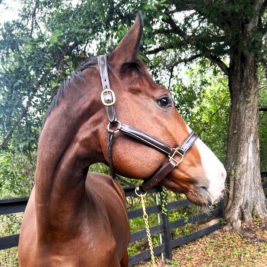 Fancy Stitched Padded Leather Halter with Custom Engraved Nameplate