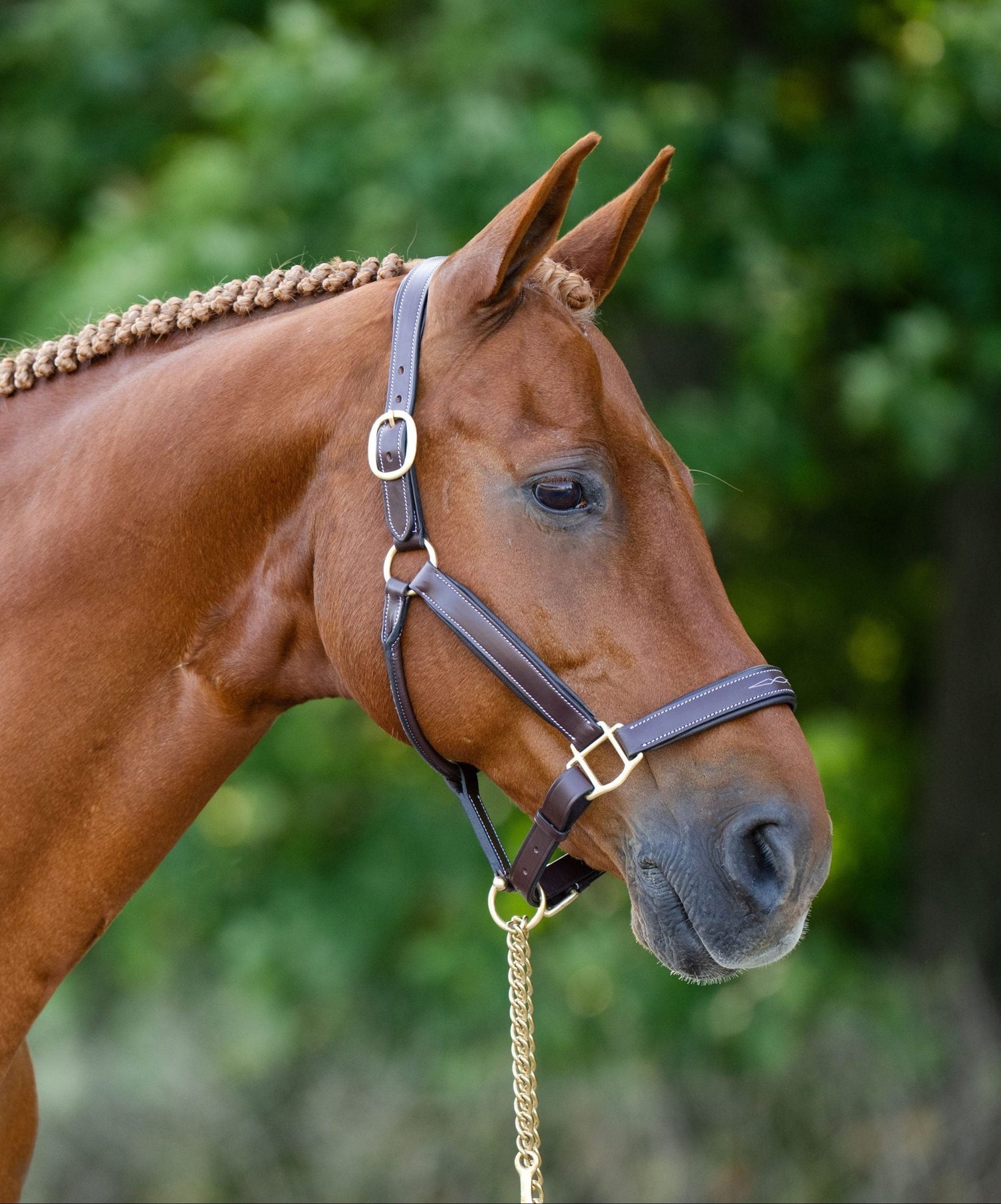 For the Horse