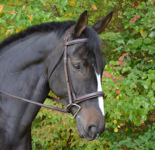 Black Oak Cyprus Hunter Bridle