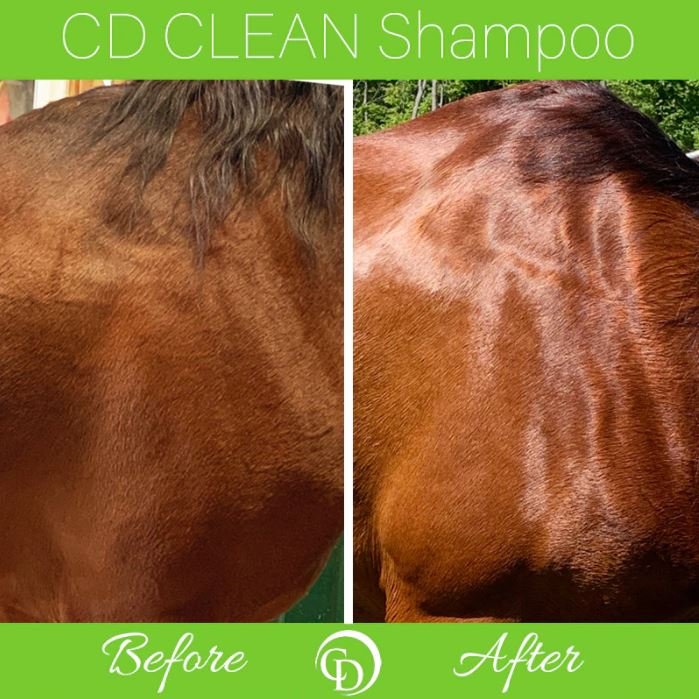 Coat Defense CD Clean Shampoo