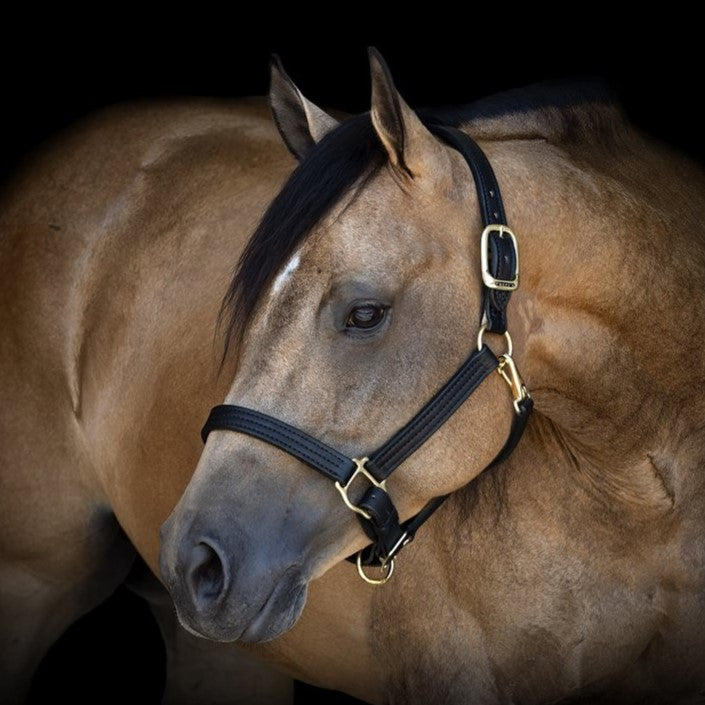 Traditional Leather Halter with Engraved Plate